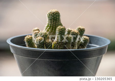 A pot of Lobivia cactus stretching becaused of their lack of sunlight. Cactus need exposure to lots of sunlight to thrive and blossom. 130205365