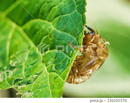 葉に止まるアブラゼミの抜け殻 130205570