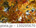 黄色に紅葉したカエデ 130205670