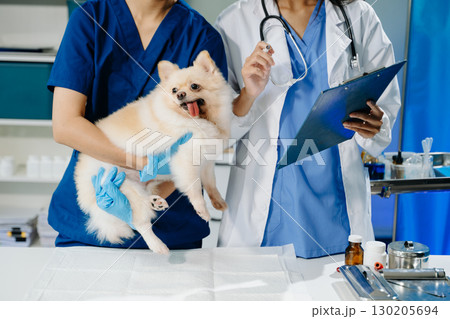 Two doctors are examining him. Veterinary medicine concept. Pomeranian 130205694