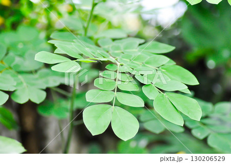 Rain tree or Samanea saman, LEGUMINOSAE MIMOSOIDEAE or Rain Tree leaf 130206529