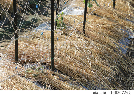 秋キュウリの苗立ち枯れ病　発症 130207267