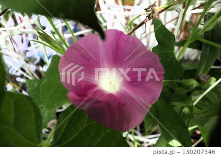 夏の庭の花「朝顔」あさがお：花壇の花：あさがお屋敷 130207346