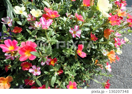 夏の花壇の花:ポーチュラカ(スベリヒユ科)カラフルな花 夏の花壇の花:ポーチュラカ(スベリヒユ科)カラフルな花 130207348