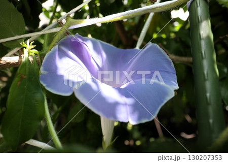 夏の庭の花「朝顔」あさがお：花壇の花：あさがお屋敷 130207353