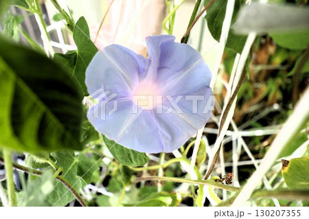 夏の庭の花「朝顔」あさがお：花壇の花：あさがお屋敷 130207355