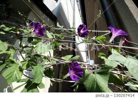 夏の庭の花「朝顔」あさがお:花壇の花:あさがお屋敷 夏の庭の花「朝顔」あさがお:花壇の花:あさがお屋敷 130207414