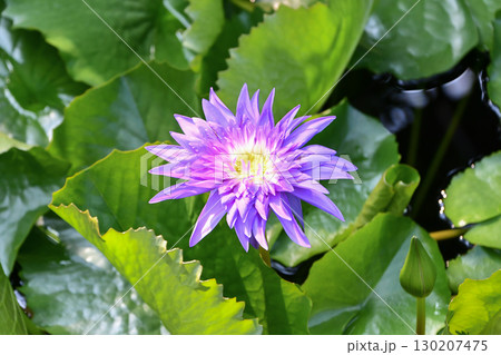 熱帯睡蓮 Tropical water lily 熱帯睡蓮 Tropical water lily 130207475