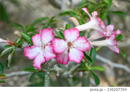アデニウム adenium アデニウム adenium 130207704