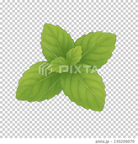 [香草]薄荷插畫 130208070