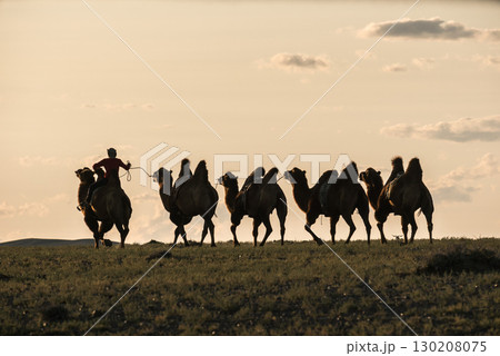 A breathtaking view of silhouetted camels at sunset alongside their handler A breathtaking view of silhouetted camels at sunset alongside their handler 130208075