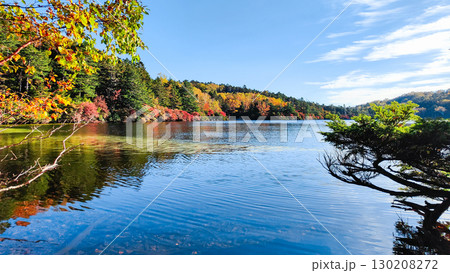 秋の白駒池 130208272