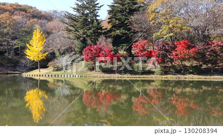 池に映る紅葉 北山公園 池に映る紅葉 北山公園 130208394