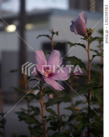 薄明かりの中のムクゲの花（トワイライトタイムのらくだ公園） 130208563