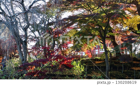 紅葉したモミジと古刹　本土寺 130208619