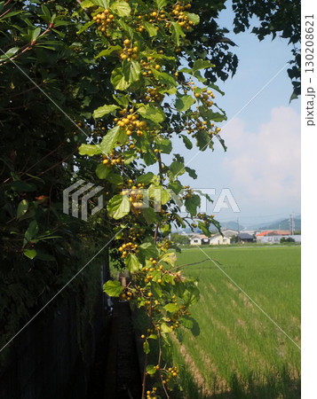 緑色の実をつけたツルウメモドキ(蔓梅擬のツルと収穫の終わった田んぼ) 緑色の実をつけたツルウメモドキ(蔓梅擬のツルと収穫の終わった田んぼ) 130208621