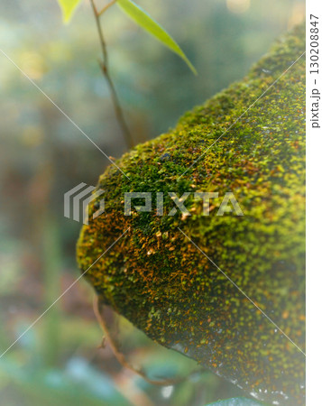 苔の上に生える苔 130208847