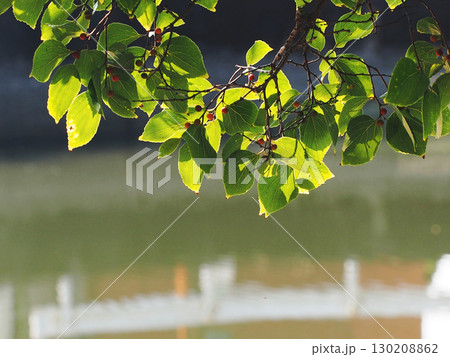 江ノ口川岸の夏のエノキ（色付き始めた実をつけた榎） 130208862