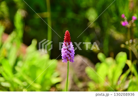 天使のローソクと言われるプリムラビアリー 130208936