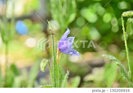 2025年のヒマラヤの青いケシの花 130208938