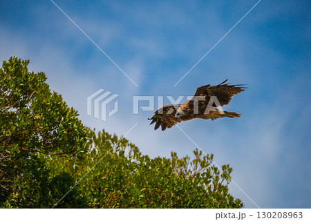 青空バックに悠然と飛ぶトンビ 130208963