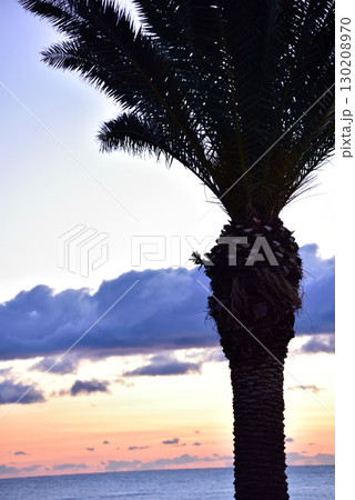 夕暮れ時の海辺のヤシの木 130208970