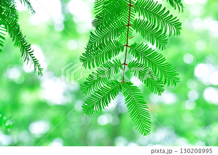 美しい新緑の葉 130208995