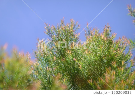 Melaleuca bracteata macro leaves small world	 130209035