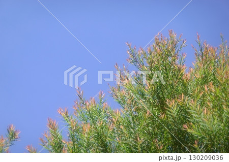 Melaleuca bracteata macro leaves small world	 130209036