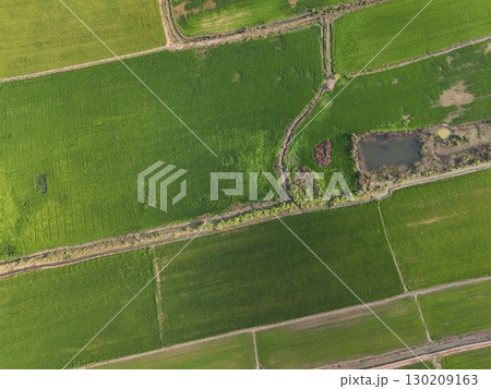 Green rice Fileds aerial top view Thailand countryside landscape 130209163