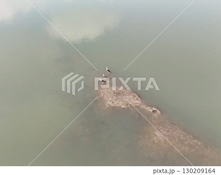 Green rice Fileds aerial top view Thailand countryside landscape 130209164
