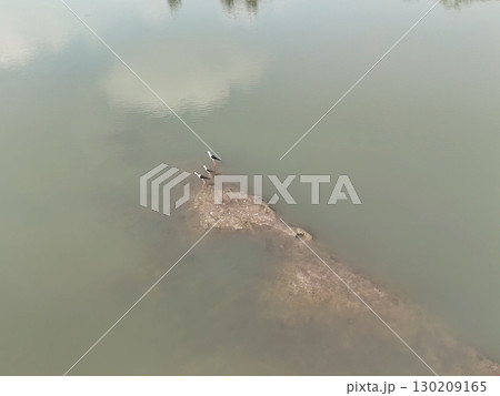 Green rice Fileds aerial top view Thailand countryside landscape 130209165