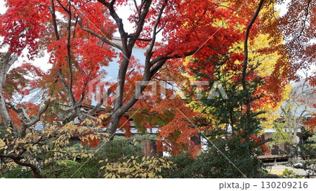 紅葉に彩られた月山寺 桜川市 紅葉に彩られた月山寺 桜川市 130209216