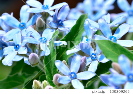 オキシペタラム　ブルースター　 130209263