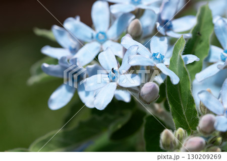 オキシペタラム　ブルースター　 130209269