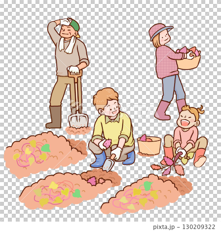 さつまいも掘りをする家族 130209322