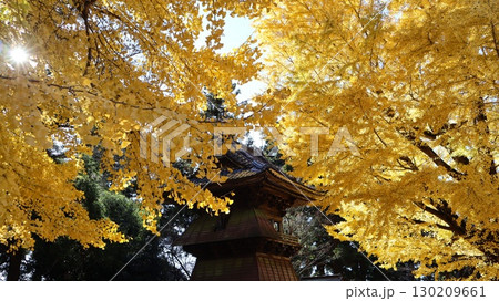 黄色く色づいた西蓮寺の大イチョウ 130209661