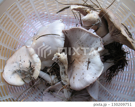 ハイイロシメジ 130209751