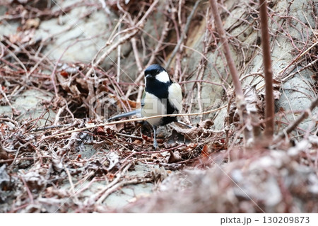 シジュウカラ 130209873