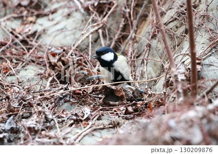 シジュウカラ シジュウカラ 130209876