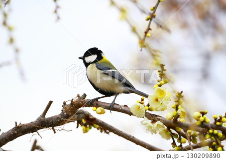 シジュウカラ 130209890