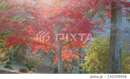 西山公園の真っ赤に染まった紅葉 130209998