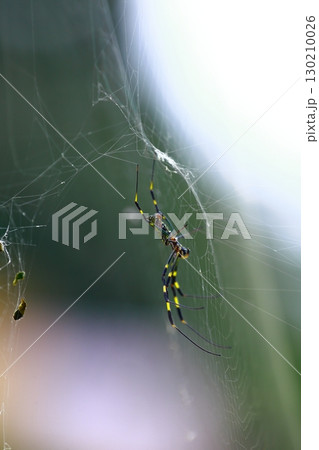 蜘蛛の巣 130210026