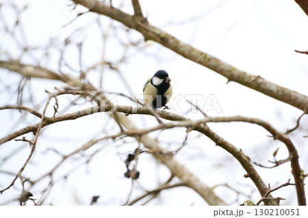 シジュウカラ 130210051