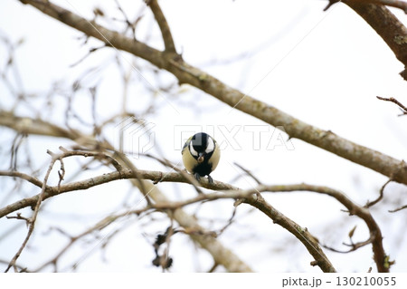 シジュウカラ 130210055