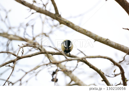 シジュウカラ シジュウカラ 130210056
