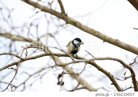 シジュウカラ 130210057