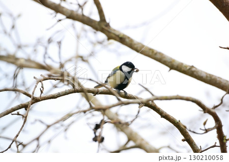 シジュウカラ 130210058