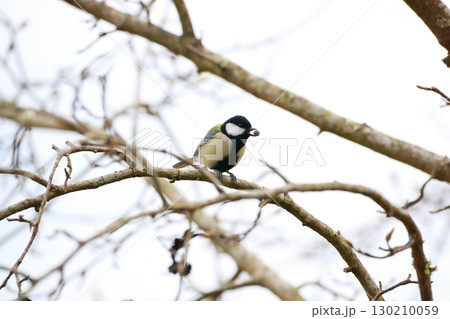 シジュウカラ 130210059