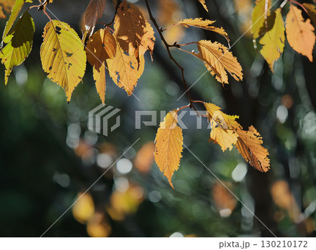 紅葉した葉 紅葉した葉 130210172